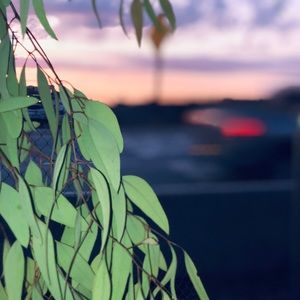 Meet your Posher, Leilani